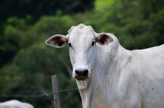 Arroba do boi inicia fevereiro acima de R$320 e mercado aponta firmeza com exportações fortes