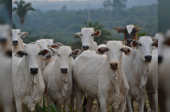 Exportações aquecidas e oferta mais curta indicam cenário positivo para a pecuária em 2026